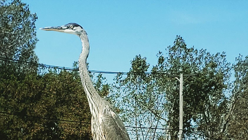 A Great Blue Heron poses for a photo at Big Marsh Park.