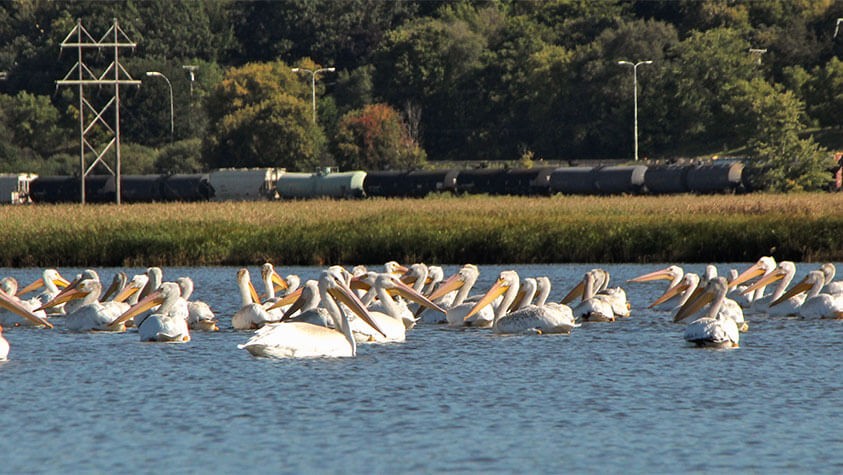 American White Pelicans gather to soak up the refreshing waters of the Minnesota's Great River Passage.