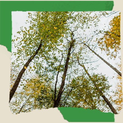 The treetop view of early autumn yellow and green leaves.