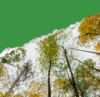 The treetop view of early autumn yellow and green leaves.